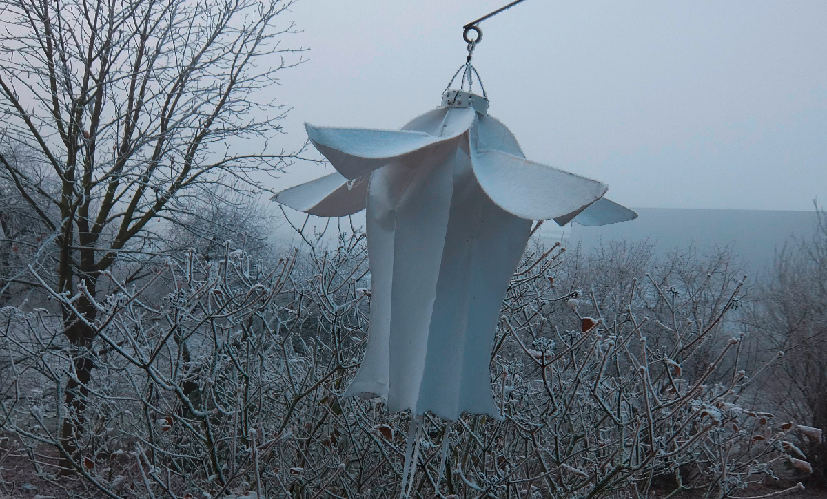 Sykflowers im Winter