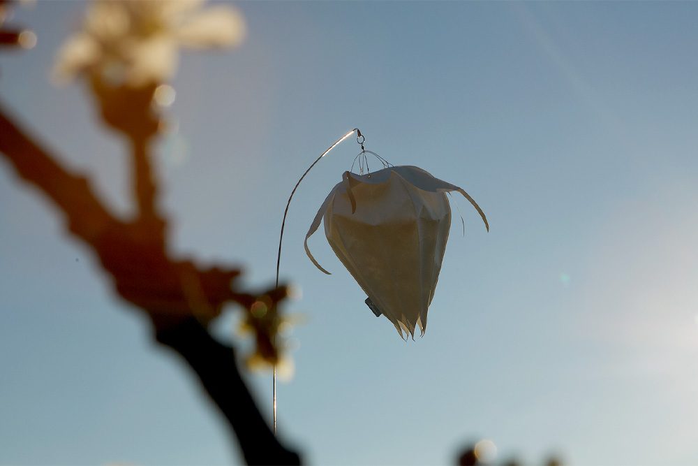 Windspiel Blüte Blasenkirsche – skyflowers