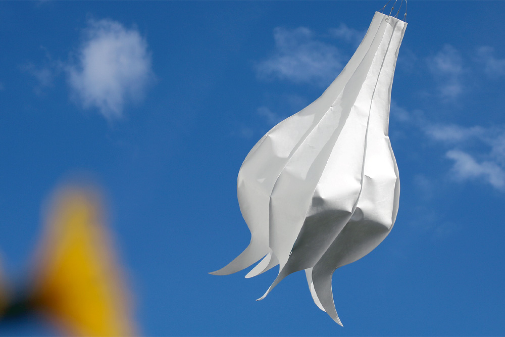 Windspiel Blüte Flammendes Käthchen – skyflowers