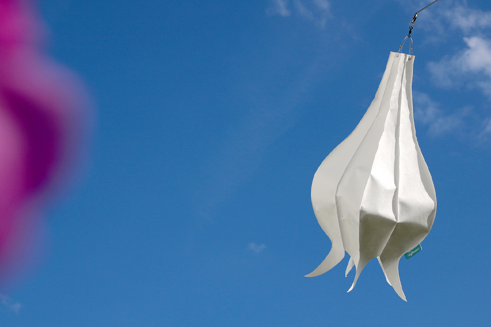 Windspiel Blüte Flammendes Käthchen – skyflowers